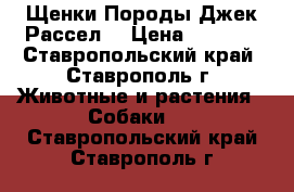 Щенки Породы Джек Рассел  › Цена ­ 4 000 - Ставропольский край, Ставрополь г. Животные и растения » Собаки   . Ставропольский край,Ставрополь г.